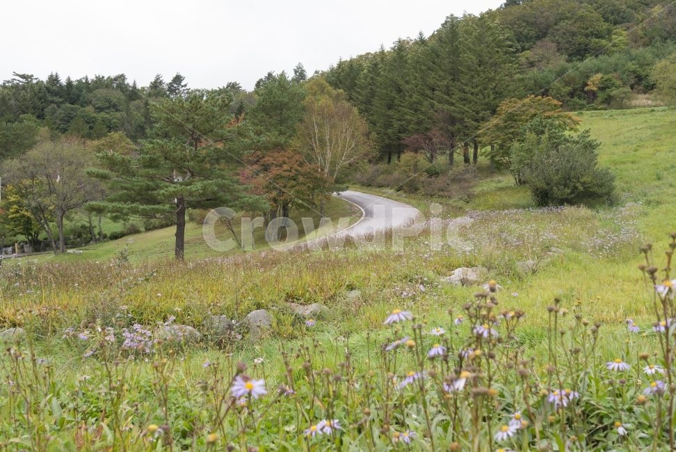 풍경,landscape,자연,nature,꽃,flower,way,숲,forest,나무,wood,하늘,sky,계절,season,가을,fall,식물,plant,자연,풍경,nature,landscape,grassland,목초지,outdoors,옥외,field,들,farm,농장,rural,농촌,meadow