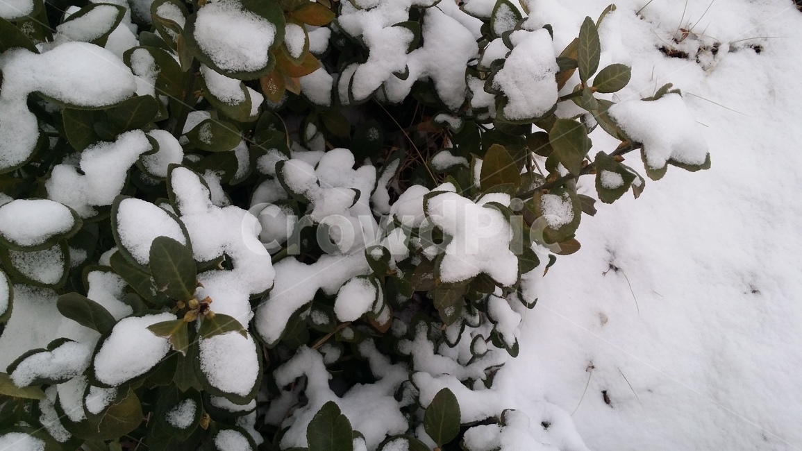 계절,눈,겨울,설경,날씨,하얗다,눈내린풍경,깨끗한풍경,하얀풍경,낙엽,snow,winter,season,겨울,계절,winter,season