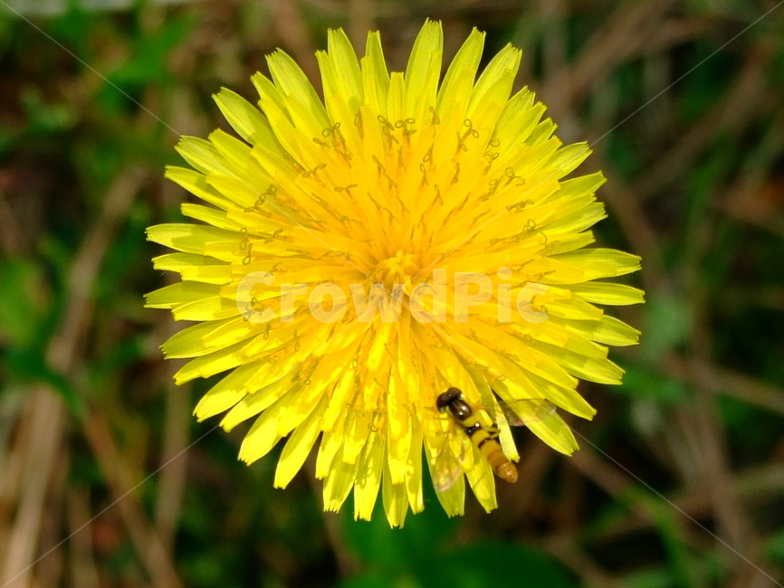 벌레,민들레,꽃등애,꽃,식물,식물,자연,plants,nature,꽃,flower