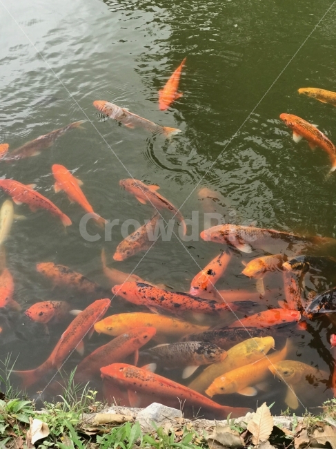 물고기,잉어,자연,연못,호수,생선,생명,활발함,건강함,동물,animal,어류,물고기,fish
