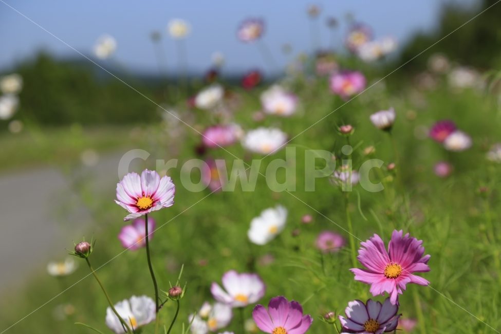 제주도,풍경,코스모스,가을,녹산로,꽃,사진,이쁜사진,굿샷,감성사진,느낌,좋은,가을,계절,fall,autumn,season,식물,자연,plants,nature,꽃,flower,plant,blossom,geranium,제라늄