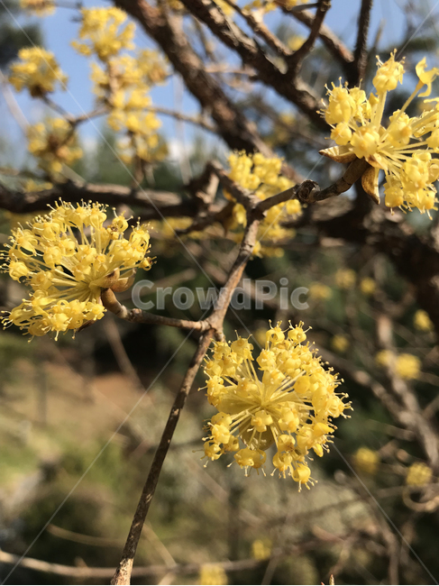 작은꽃,노란색꽃,싹튼,계절,봄꽃,탄생,spring,vitality,생명력,식물,자연,plants,nature,꽃,flower