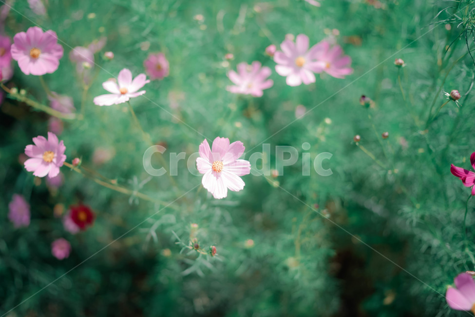 코스모스,꽃,가을,autumn,commoncosmos,コスモス,gardencosmos,flower,가을배경,가을이미지,꽃배경,식물,분홍색,꽃밭,가을,계절,fall,autumn,season,식물,자연,plants,nature,꽃,flower,감성,sensible,feeling,geranium,제라늄,plant,blossom