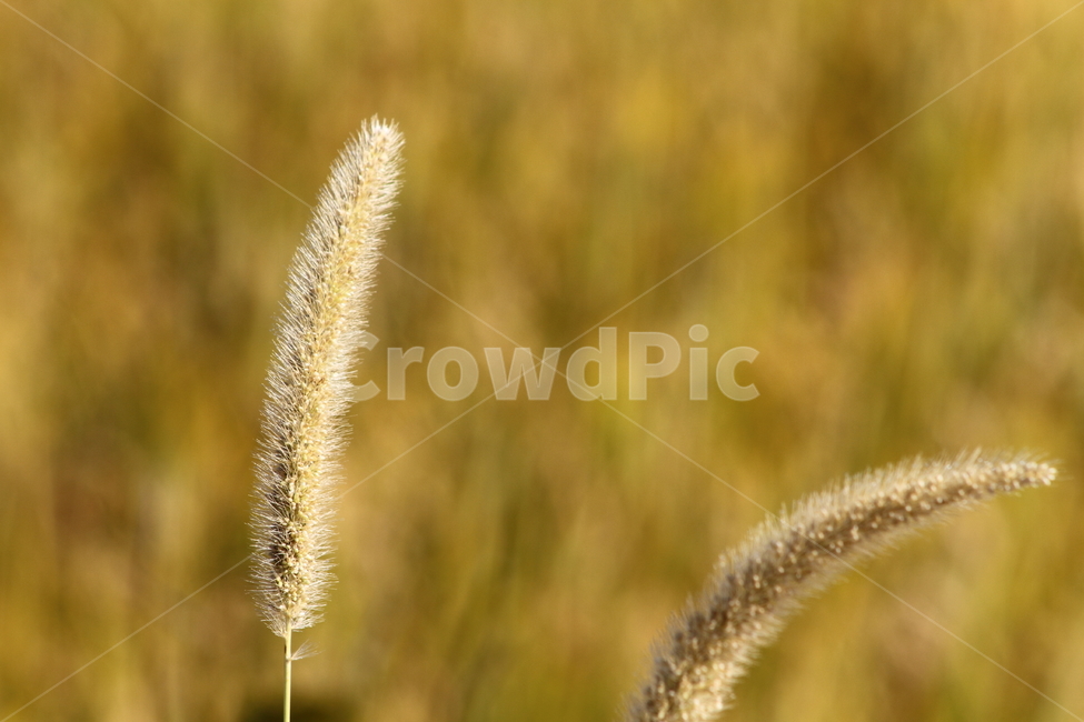 강아지풀,식물,잡초,풀,greenbristlegrass,가을,계절,fall,autumn,season,grass,잔디,plant,lawn
