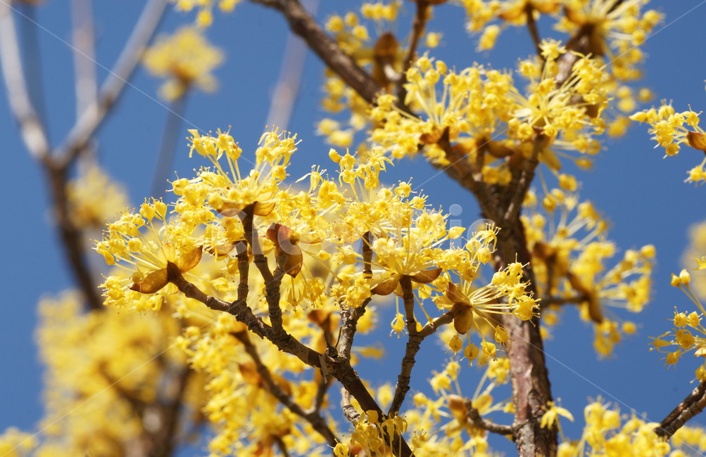 산수유,봄,노란색,소교목,계절,암수한꽃,약용,봄,계절,spring,season,식물,자연,plants,nature,꽃,flower,plant