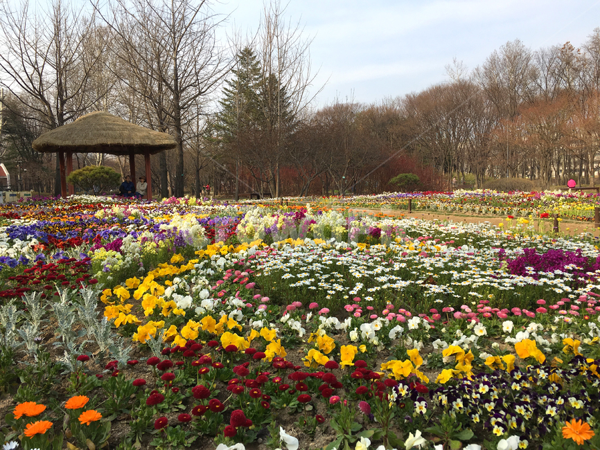 꽃,식물,정원,나무,풍경,자연,flower,자연풍경,blossom