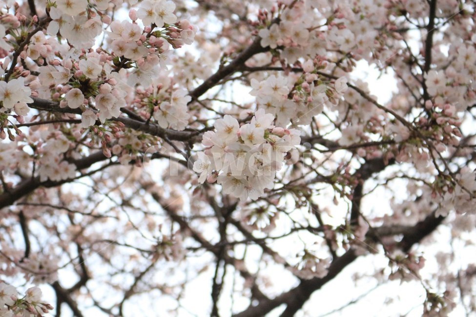 벚꽃,꽃,산,봄,개화,봄,계절,spring,season,식물,자연,plants,nature,꽃,flower,plant,blossom