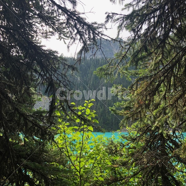 풍경,나무,호수,abies,만년설,식물,아비,tree,conifer,fir,구과식물,전나무