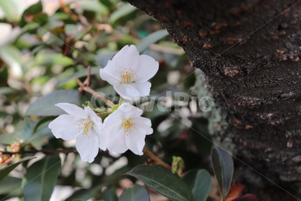 꽃,벚꽃,flower,cherryblossom,tree,나무,자연,식물,벚나무,꽃나무,4월,봄,spring,봄,계절,spring,season,식물,자연,plants,nature,꽃,flower,plant