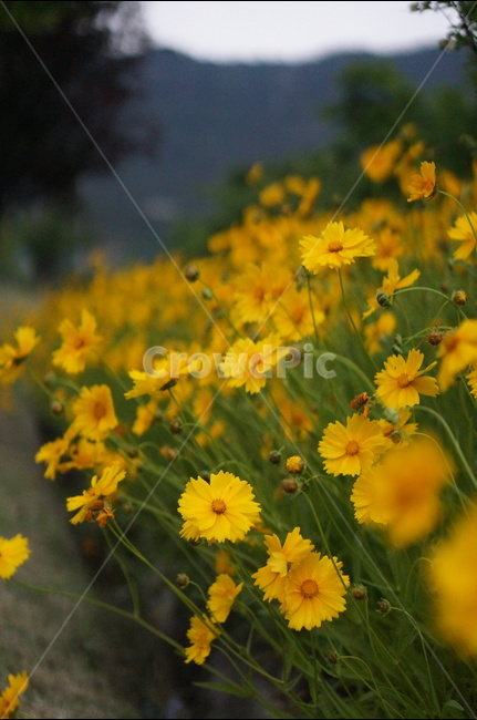 금계국,노랑,풍경,5월,꽃,식물,자연,plants,nature,꽃,flower