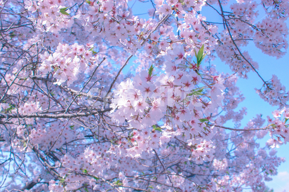 벚꽃,식물,나무,꽃,봄,하늘,꽃나무,flower,tree,sky,spring,봄,계절,spring,season,식물,자연,plants,nature,꽃,flower,plant,blossom