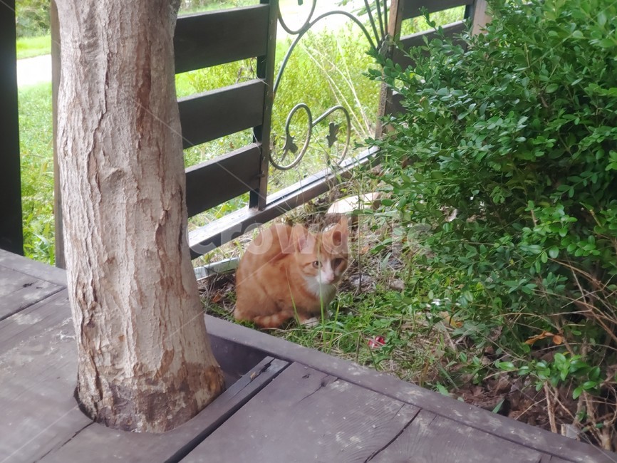 나무,풀숲,고양이,길냥이,아기고양이,동물,자연,동물,animal,포유류,mammal,고양이,cat,kitten,kitty