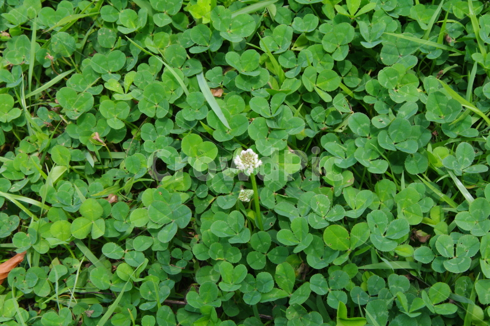 꽃,blossom,flower,plant,초록,잎사귀,식물,잎,토끼풀