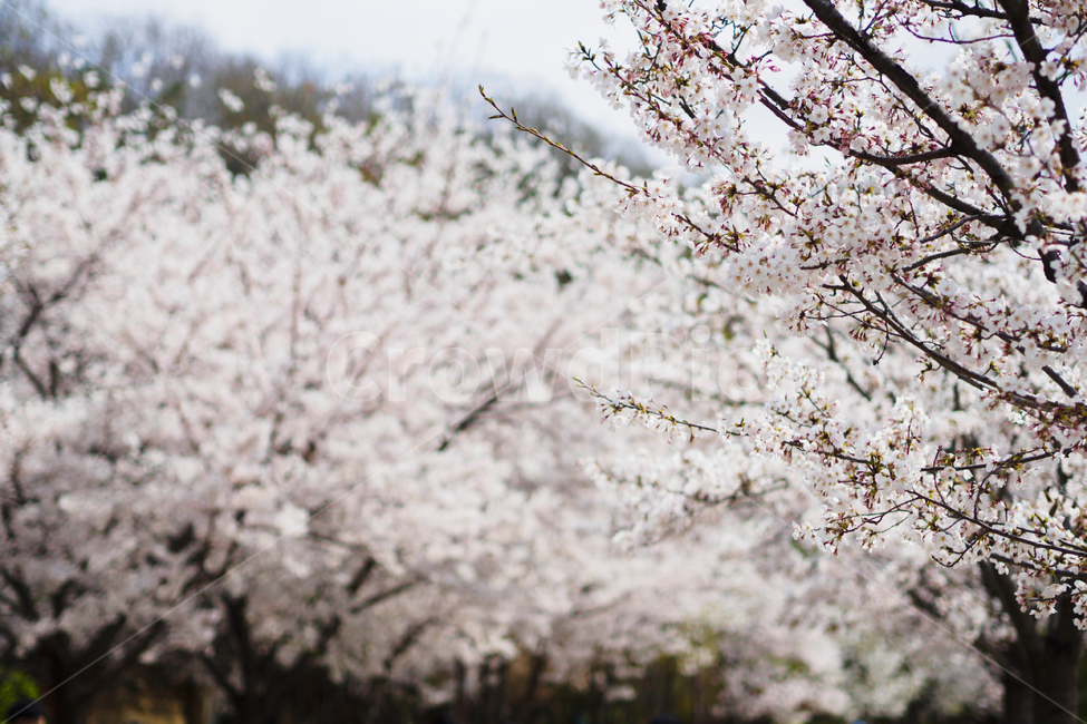 꽃,벚꽃,봄,흰색,배경,낮,계절,spring,season,풍경,나무,flower,오후,흐린,white,검정,black,보케,배경흐림,아웃포커스,포커싱,감성,꽃송이,식물,자연,plants,nature,봄꽃,하늘,봄,계절,spring,season,자연,풍경,nature,landscape,plant,blossom