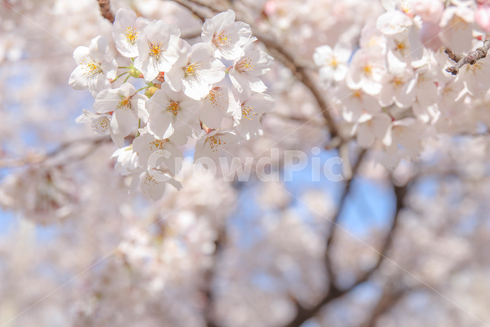 꽃,벚꽃,봄,봄꽃,blossom