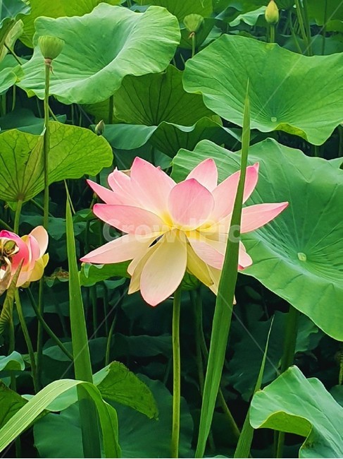 flower,꽃,연꽃,분홍색,초록색,plant,식물,자연,plants,nature,꽃,flower