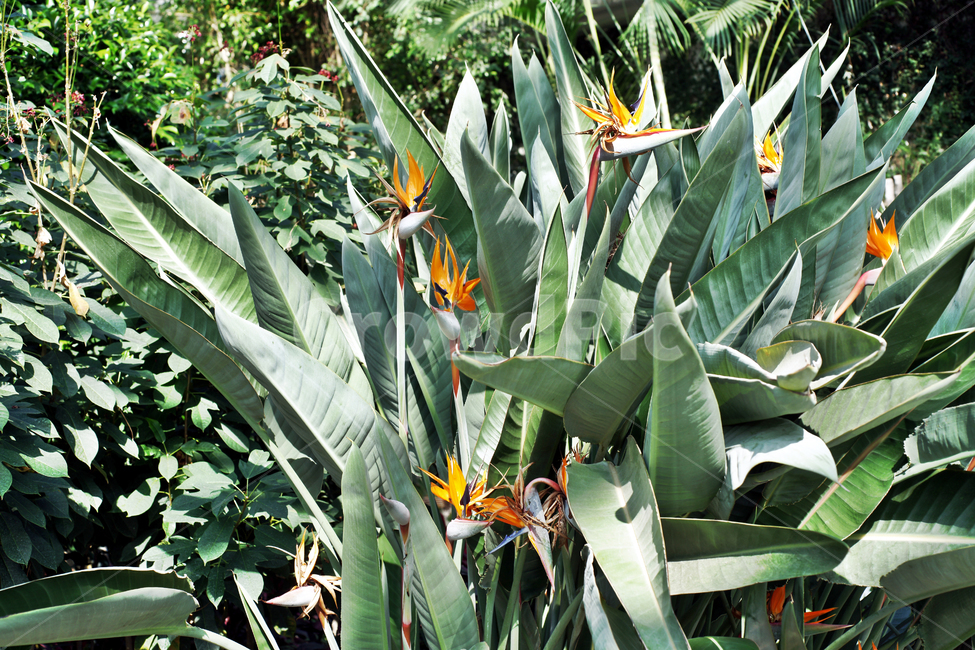 극락조,여인초,꽃,식물,공기정화,다년생초,교목,식물,자연,plants,nature