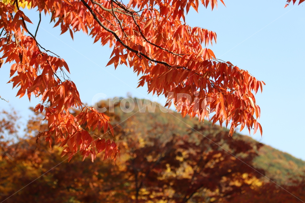단풍,단풍나무,가을,나뭇잎,붉은단풍,가을감성,낙엽,가을,계절,fall,autumn,season,leaf,잎,plant,식물,tree,나무,maple