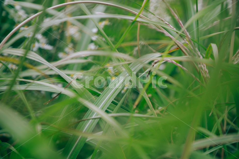 갈대,가을,식물,자연,초록,억새,식물,자연,plants,nature
