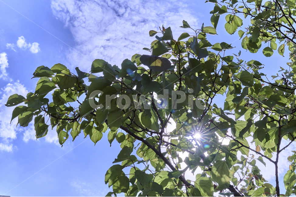 하늘,맑음,구름,나무,햇빛,sky,sunny,cloud,tree,sunshine,자연,풍경,nature,landscape,flare,플레어,light,빛