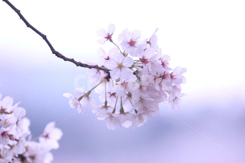 벚꽃,꽃,분홍색,봄,자연,cherryblossom,flower,pink,spring,nature,봄,계절,spring,season,plant,식물,blossom