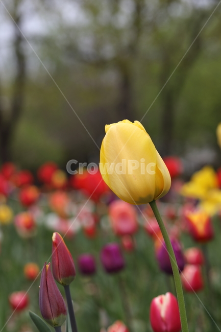 꽃,튤립,봄,공원,자연,꽃밭,flower,tulips,spring,park