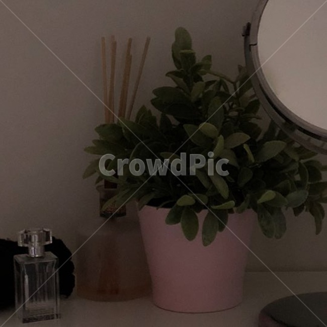 plant,식물,거울,방인테리어,인테리어,향수,여자방