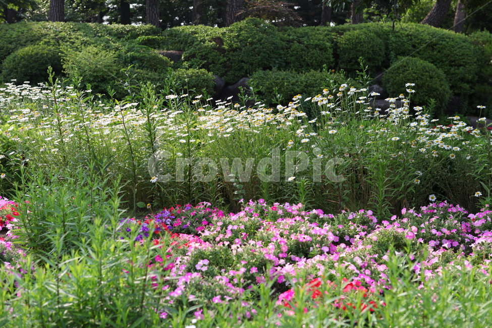 식물,꽃,수목원,아름다움,여름,식물,자연,plants,nature,꽃,flower