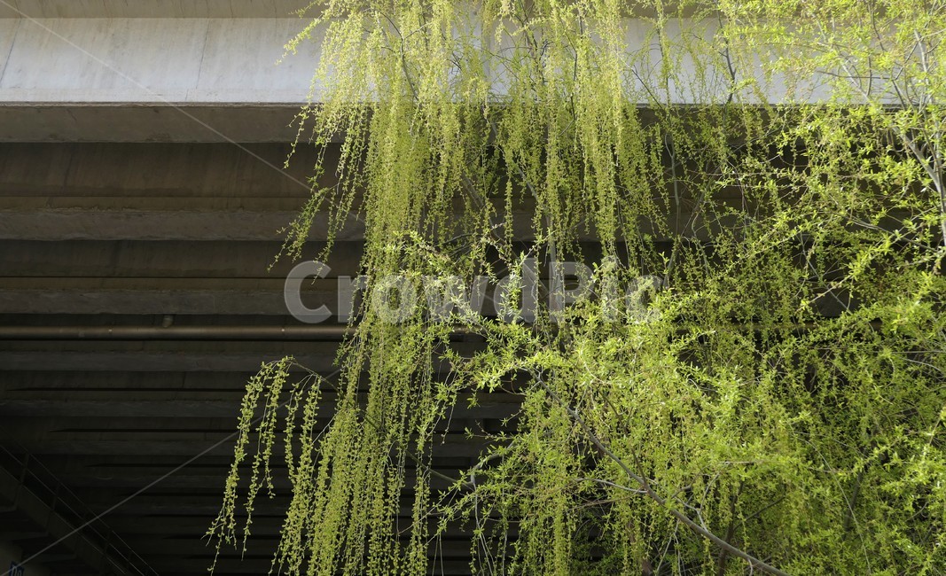 자연,샛강,봄,나무,풀,꽃,초록,숲,식물,자연,plants,nature