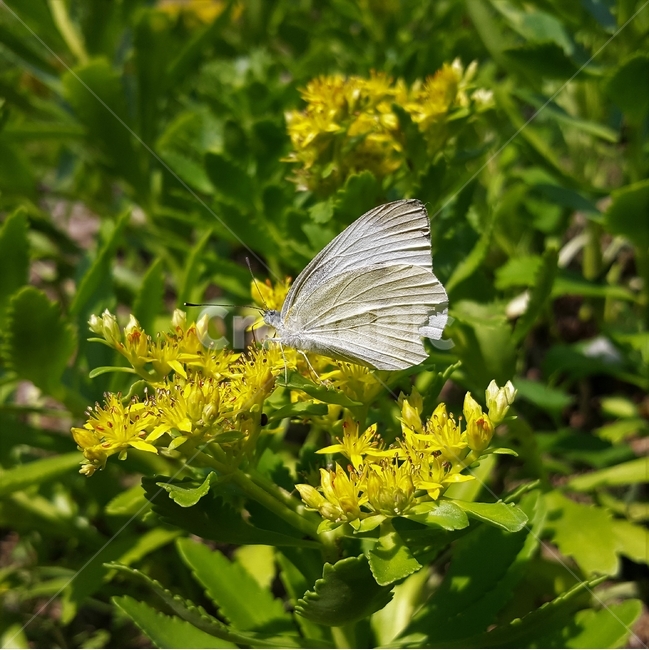 기린초,나비,돌나물과,노란꽃,더듬이,자연,생명,SedumkamtschaticumFisch,sedum,여러해살이,초본식물,flower,butterfly,antennae,thorax,leg,adbomen,꽃,식물,날개,흰나비,곤충,겹눈,비늘가루,인분,빠삐용