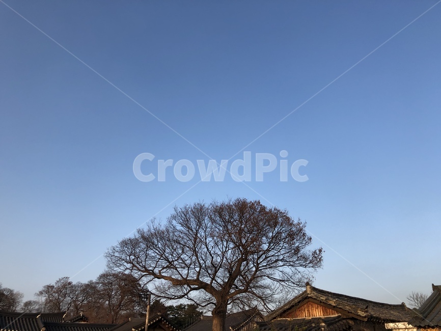 outdoors,옥외,nature,자연,겨울,winter,나무,tree