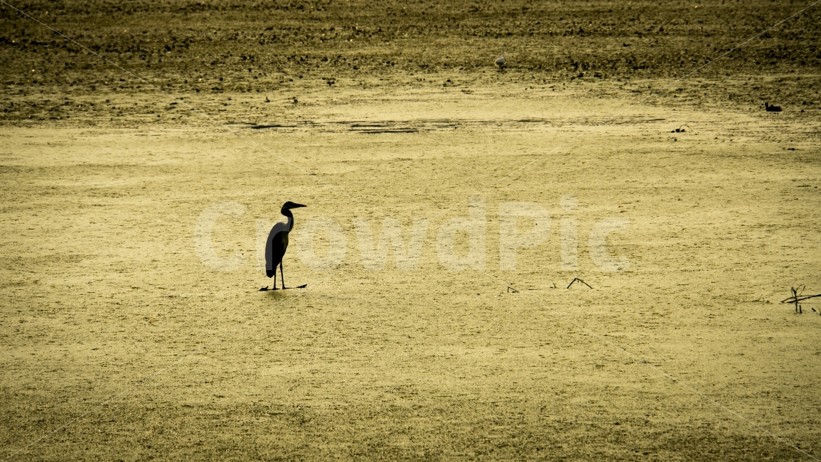 새,여름,여행,우포늪,자연,조류,창녕,철새,풍경,bird,동물,동물,animal,조류,새,birds