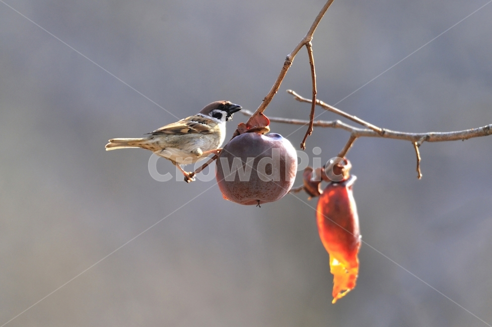참새,사립문,방앗간,홍시,뭉타리,쪽돌의사진세상,쪽돌,겨울,계절,winter,season,동물,animal,조류,새,birds,과일,열매,fruit