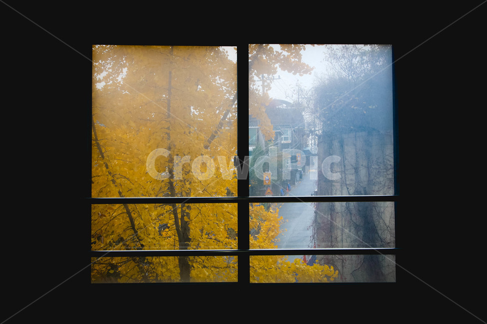 가을,은행나무,창문,window,fall,가을,계절,fall,autumn,season