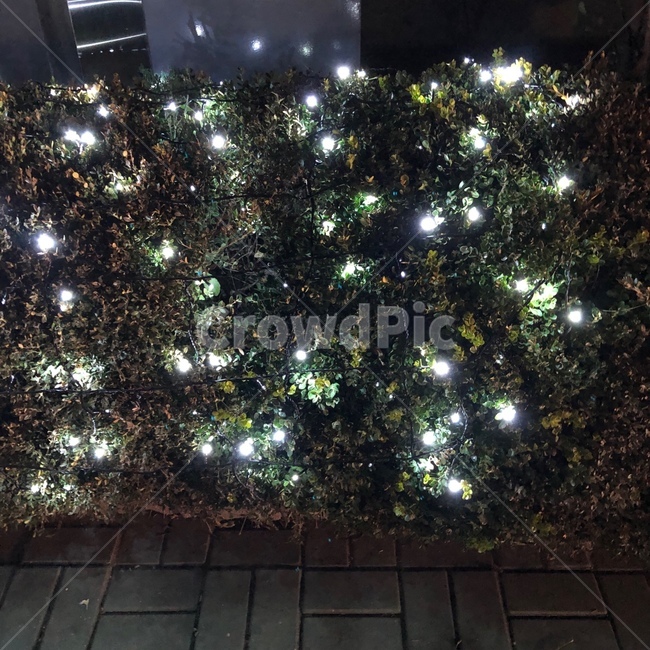 감성,불빛,조명,나무,새벽,기념일,희망,밝음,예쁨,야경,밤,풍경,nightscape,night,landscape,tree,plant,식물,ornament,장식,christmas tree,크리스마스 트리