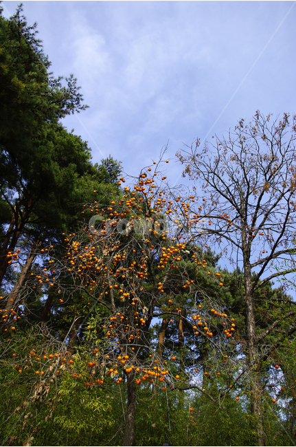 나무,하늘,식물,plants,nature,감나무,식물,자연,plants,nature,나무,trees,wood,과일,열매,fruit