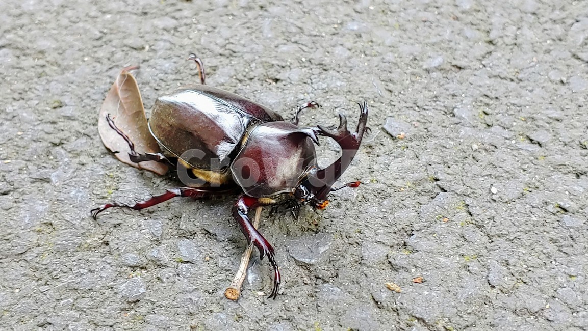 장수풍뎅이,장수풍뎅이수컷,큰뿔장수풍뎅이,trypoxylusdichotomus,koreanrhinocerosbeetle,코뿔소벌레,투구벌레
