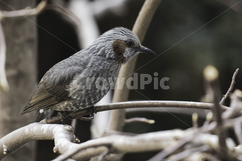 직박구리,animal,동물,bird,새,나무,brownearedbulbul,텃새,철새,조류,참새목,직박구리과,동물,animal,조류,새,birds