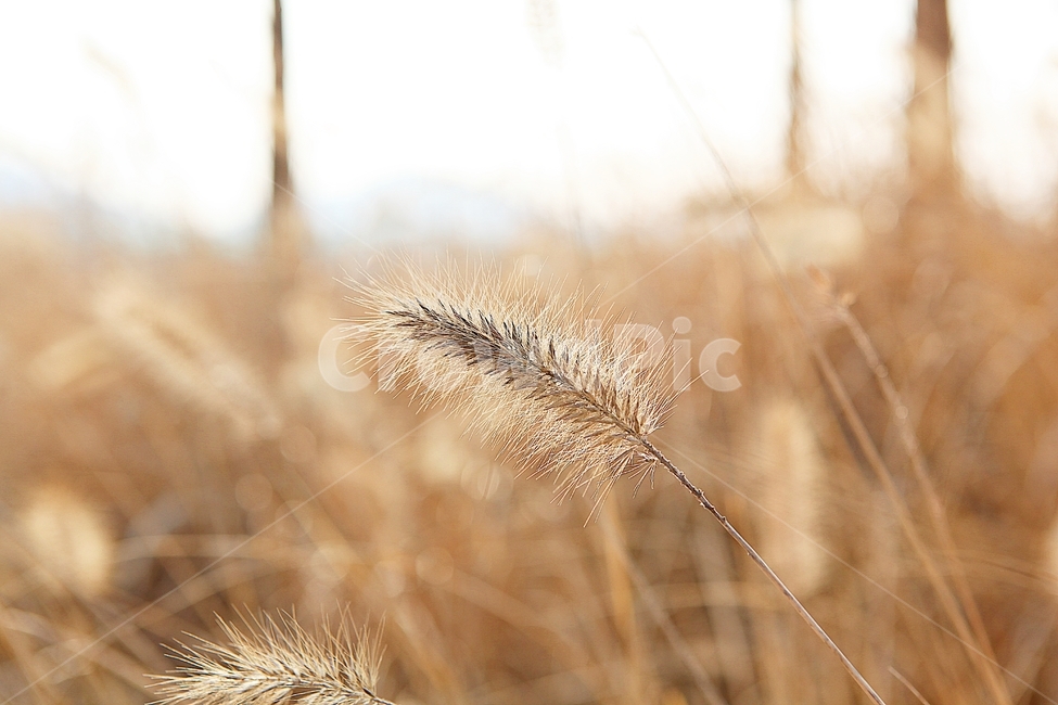 강아지풀,강아지풀꽃,꽃,잡초,가을,풀,공원,야외,가을,계절,fall,autumn,season,식물,자연,plants,nature