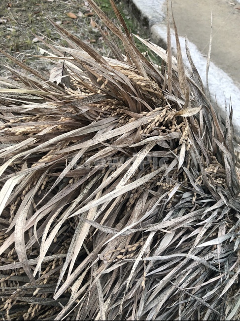 가을,벼,쌀알,벼이삭,추수,가을,계절,fall,autumn,season,곡류,곡식,cereals,plant,식물