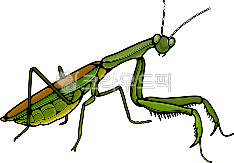 자연,일러스트,생태,사마귀,왕사마귀