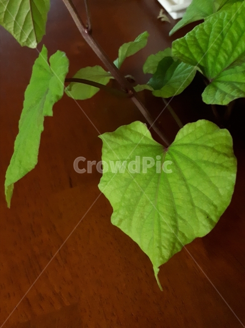 잎,식물,줄기,고구마,leaf,식물,자연,plants,nature