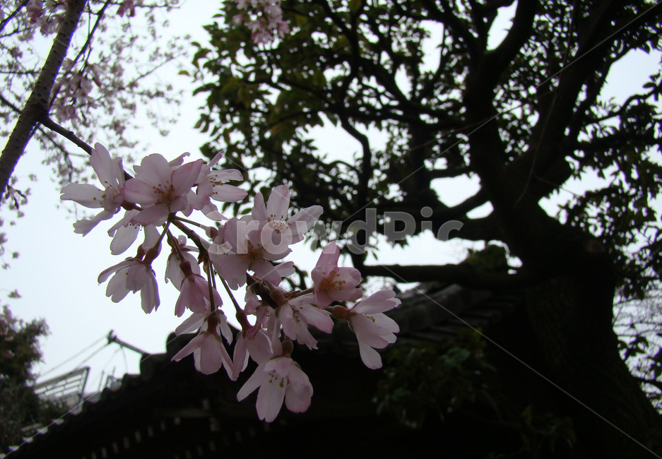사쿠라,일본,벚꽃,분홍벛꽃,꽃