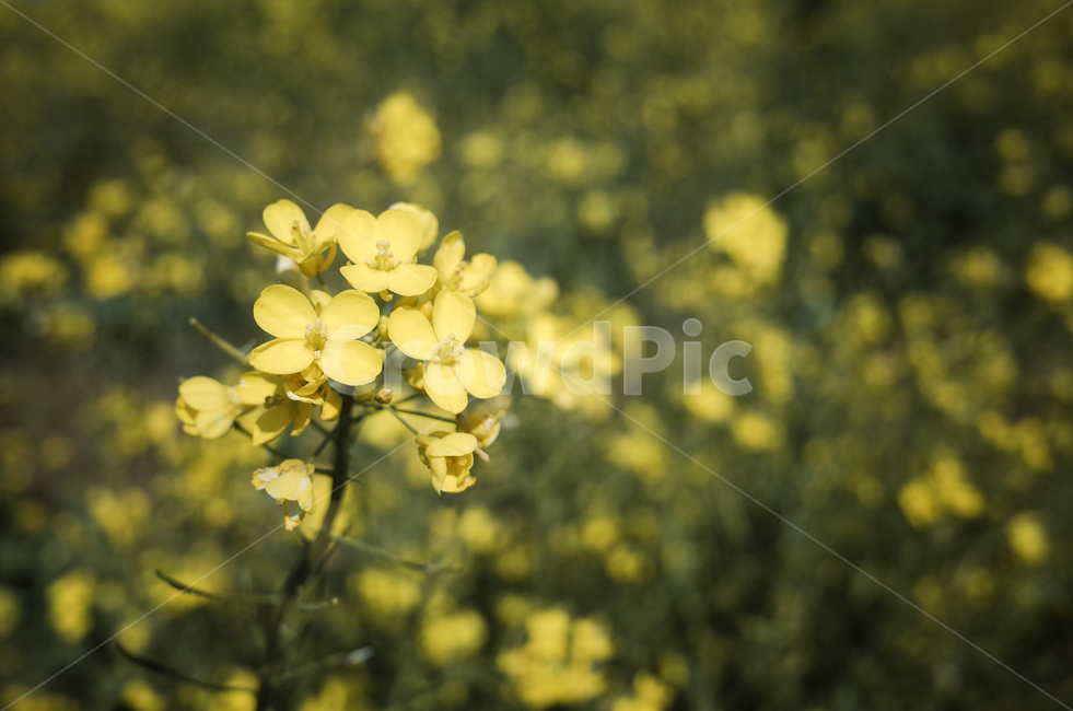 유채꽃,유채,yellow,plant,식물,flower,꽃,봄,봄꽃,노란꽃,green,노란,초록