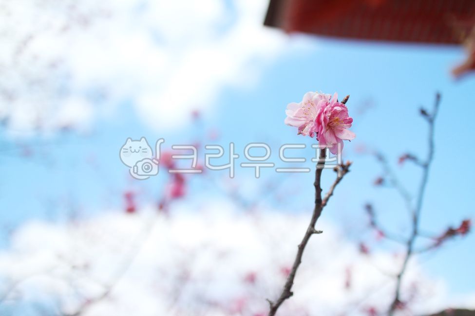 sky,pink,petal,Cherry Blossom,pink flower,flower