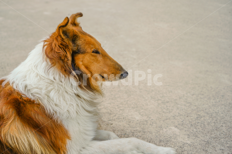 개,강아지,콜리,보더콜리,노견,동물,animal,포유류,mammal,개,강아지,dog,doggy