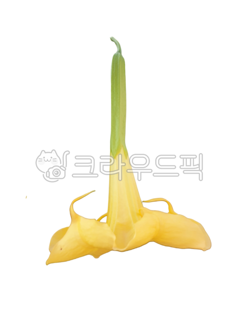 fresh flower sticker,Angels trumpet flower,flower design source,photoshop source,Flower Nokki,flower sticker,morning glory,Fresh flowers,petal,fresh flowers png,graphic source,yellow holder,flower icon