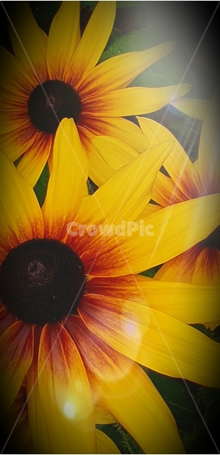 루드베키아,꽃,flower,노랑색,backgroundimage,배경이미지,다년생,여름꽃,자연,야생화,nature,배경,배경화면,색감,바탕,텍스쳐,질감,패턴,이미지,식물,자연,plants,nature,꽃,flower