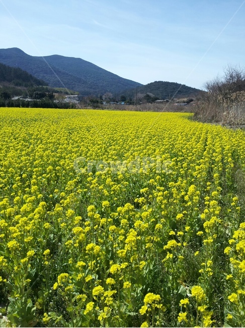 field,들,outdoors,옥외,자연,nature,유채,유채밭,유채꽃,유채꽃밭,감성사진,색감,봄,계절,spring,season,자연,풍경,nature,landscape