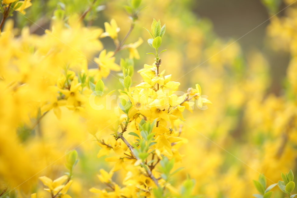 개나리,꽃,봄,봄꽃,spring,flower,봄,계절,spring,season,식물,자연,plants,nature,꽃,flower,plant